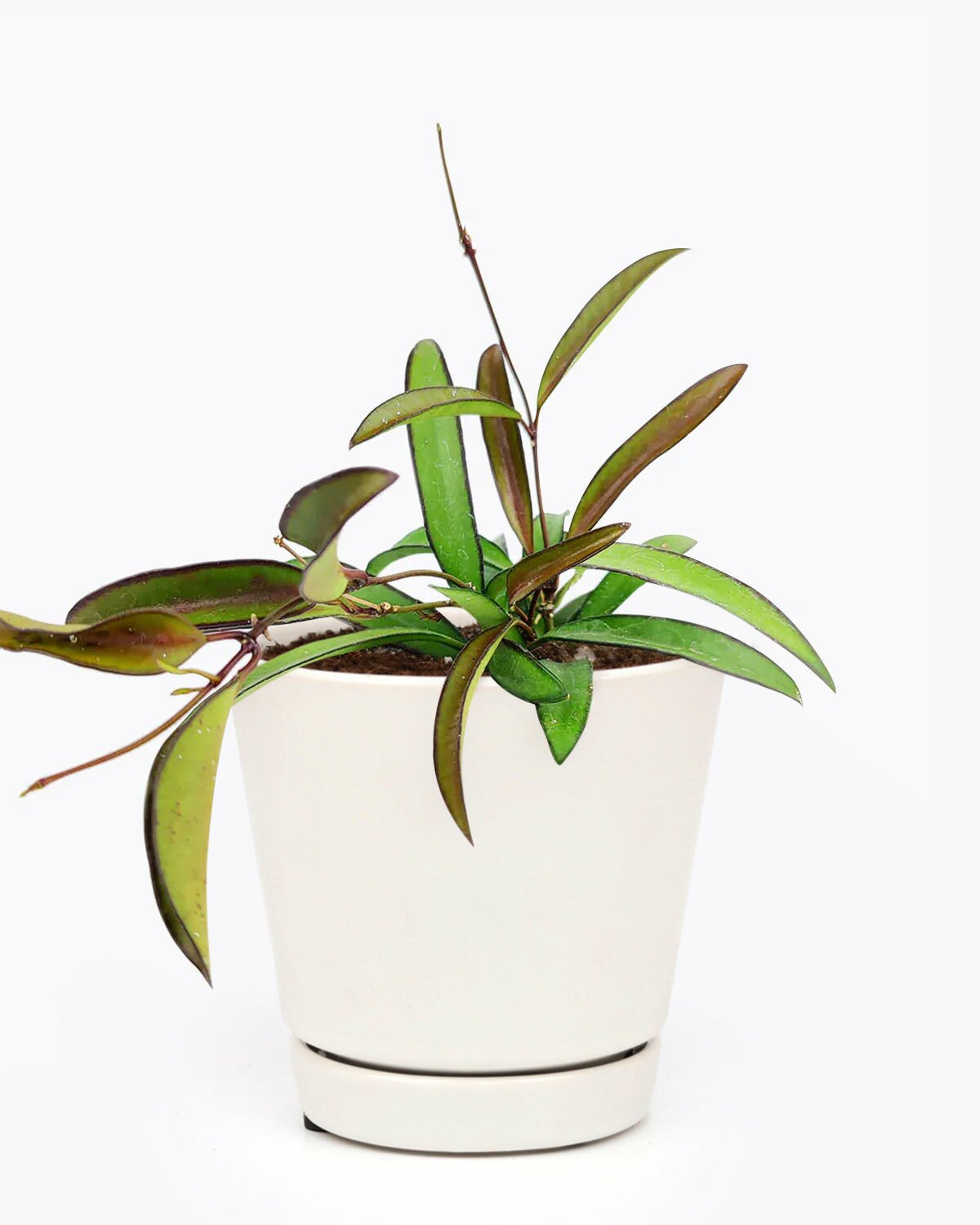 houseplant gift idea, Hoya Wayetti for sale, hoya plant for delivery, easy to care houseplant, common houseplant, best indoor plant