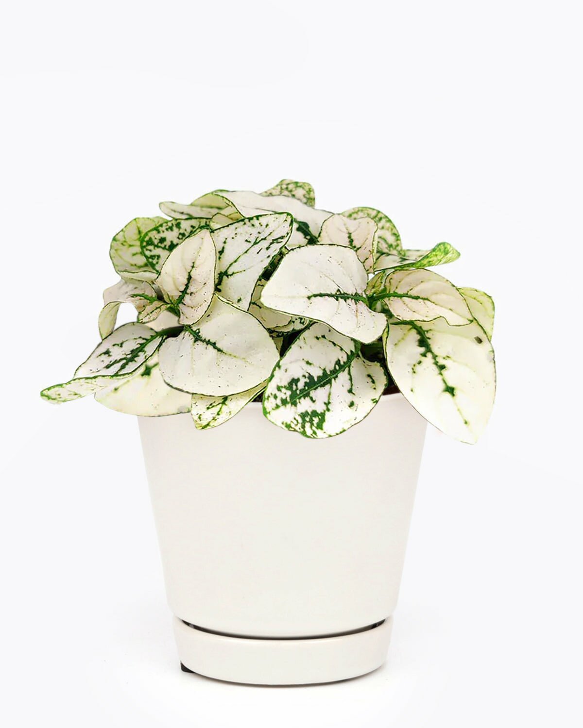 Hypoestes Phyllostachya White Splash in large plant pot, Hypoestes Phyllostachya White Splash plant in pot, Hypoestes Phyllostachya White Splash plant in white pot, Hypoestes Phyllostachya White Splash in pot with drainage