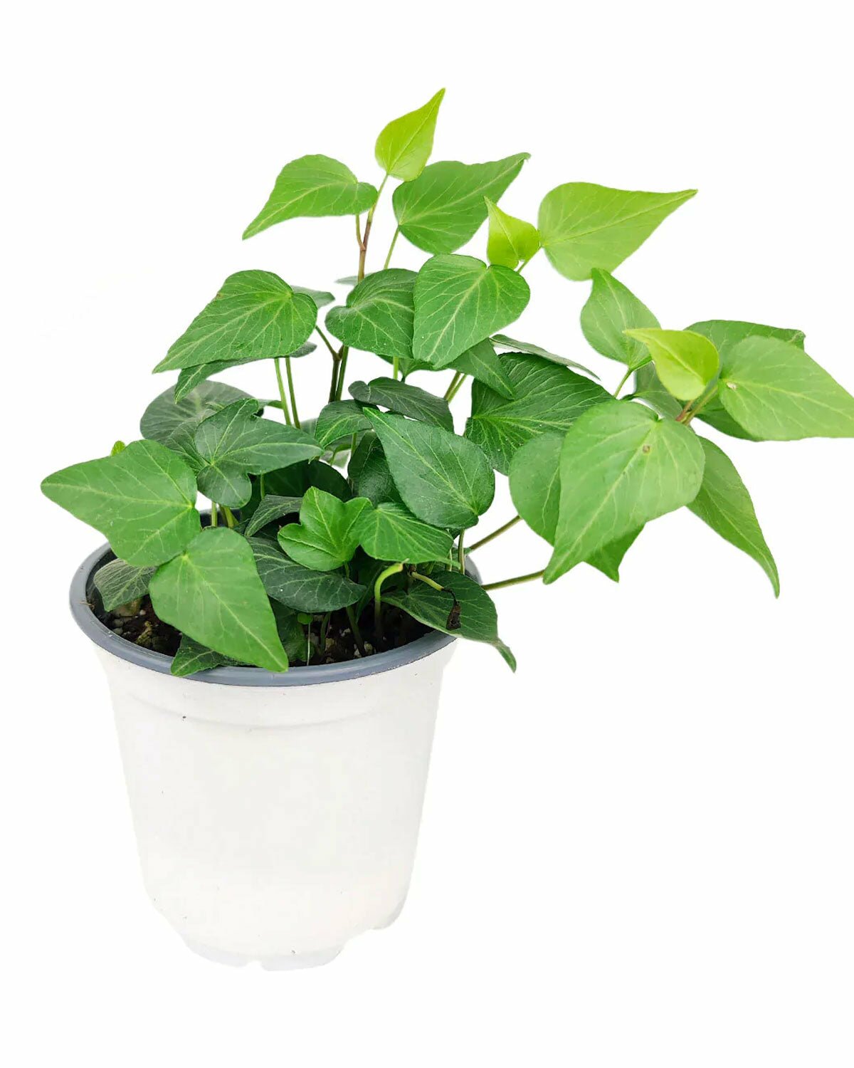 Ivy Plant in 4 inch pot, Ivy Plant in pot with drainage holes, Ivy Plant in white ceramic pot