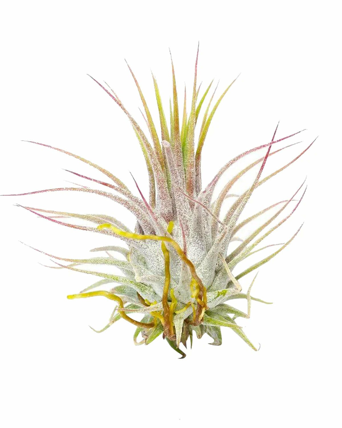 Ionantha Guatemala, how to propagate anthurium, tillandsia ionantha guatemala, ionantha guatemala air plants, ionantha guatemala care