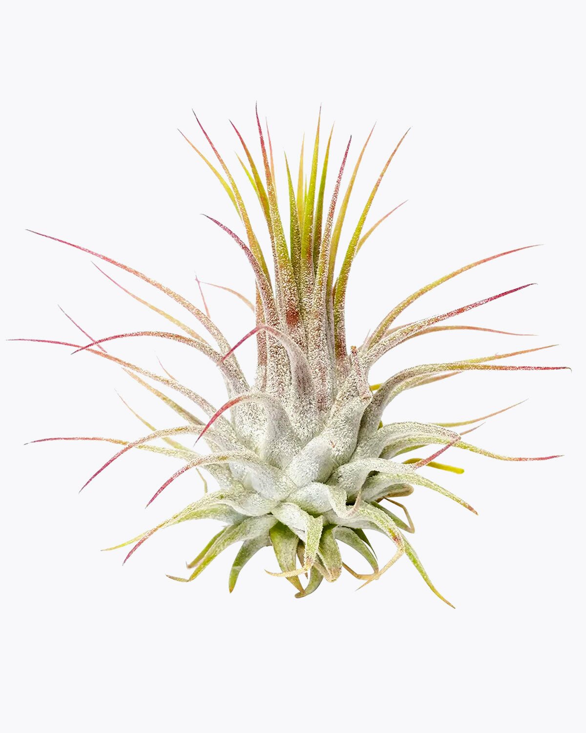 propagate air plants Ionantha Guatemala - Small, Spiky Leaves Air Plant For Home Decoration