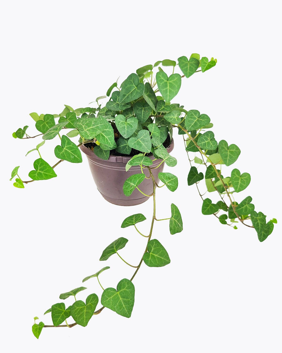 Ivy Hedera Plant, evergreen trailing plant, best houseplant for hanging baskets, easy care and low light plant