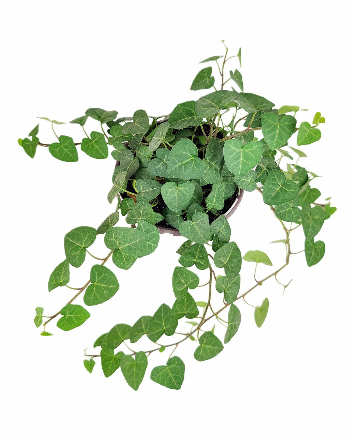 Ivy Hedera Plant, evergreen trailing plant, best houseplant for hanging baskets, easy care and low light plant