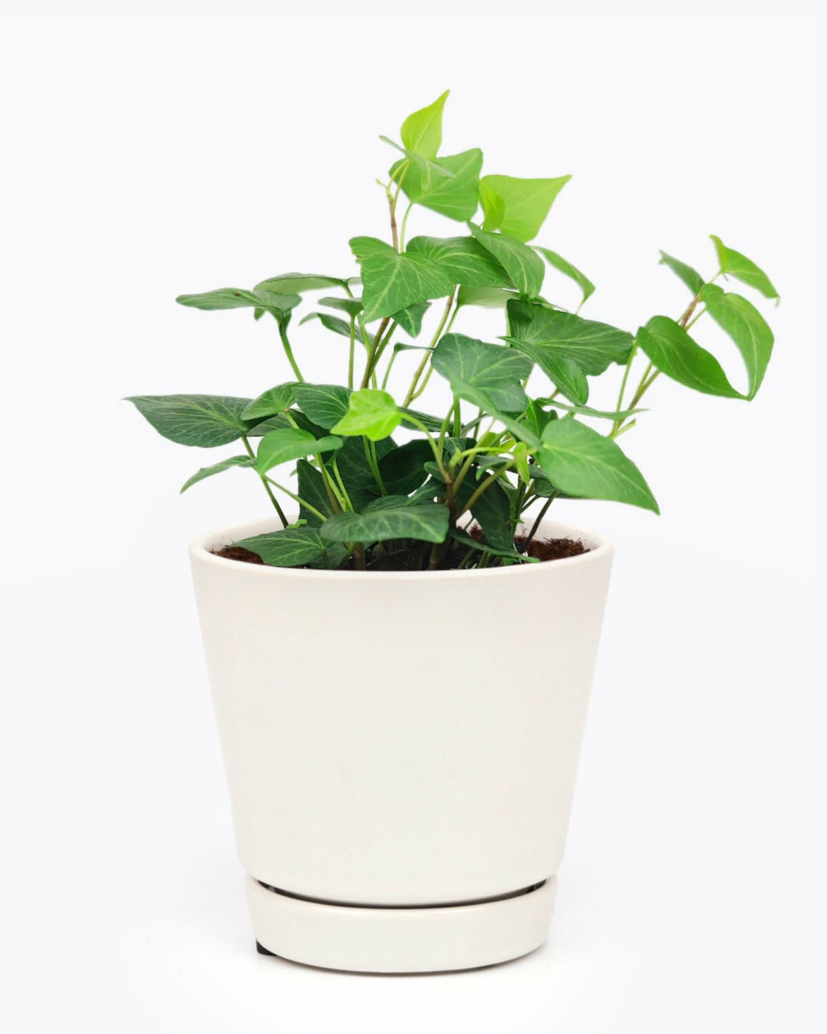 Ivy Plant in 4 inch pot, Ivy Plant in pot with drainage holes, Ivy Plant in white ceramic pot
