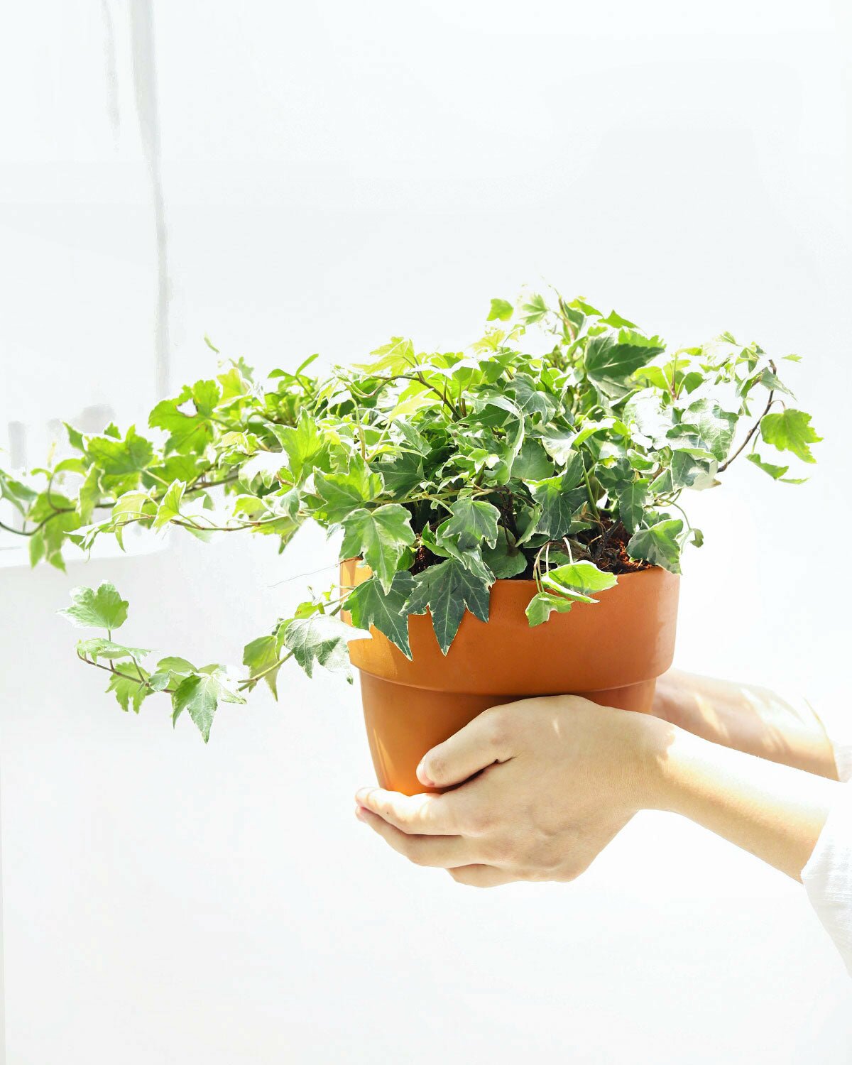 Kolibri English Ivy houseplant, easy to care houseplant for beginners, indoor plant for home and office decoration, ivy care guide, english ivy kolibri houseplant