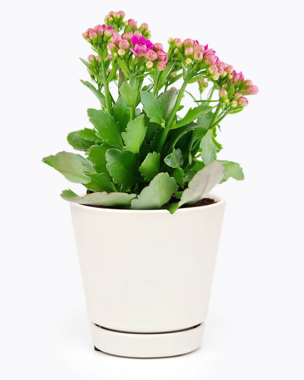 flowering houseplant, Kalanchoe Canlandiva Purple, calandiva purple for sale, easy to care houseplant, houseplant as gift
