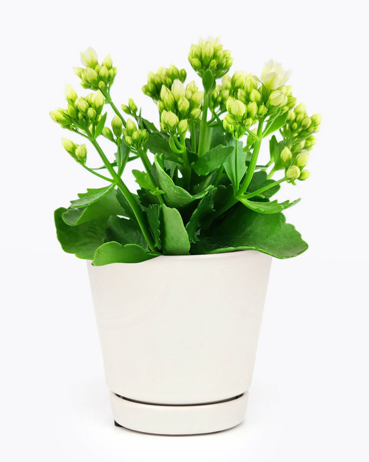 Kalanchoe blossfeldiana 'Calandiva White' in medium plant pot, Kalanchoe blossfeldiana 'Calandiva White' in modern plant pot with saucer, Kalanchoe blossfeldiana 'Calandiva White' in white indoor plant pot