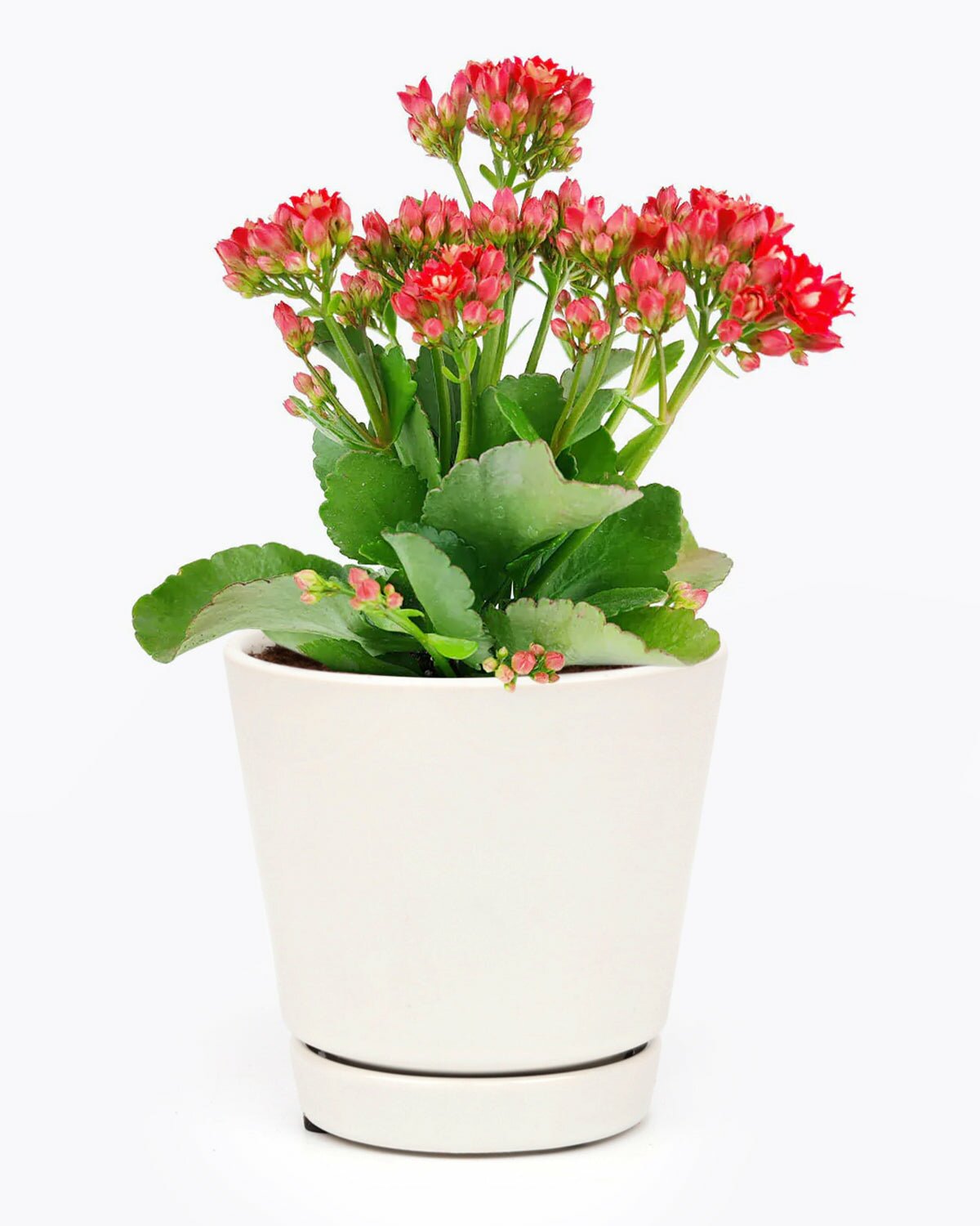 Kalanchoe blossfeldiana 'Calandiva Red' in 4 inch pot, Kalanchoe blossfeldiana 'Calandiva Red' in white ceramic pot, Kalanchoe blossfeldiana 'Calandiva Red' in pot for sale