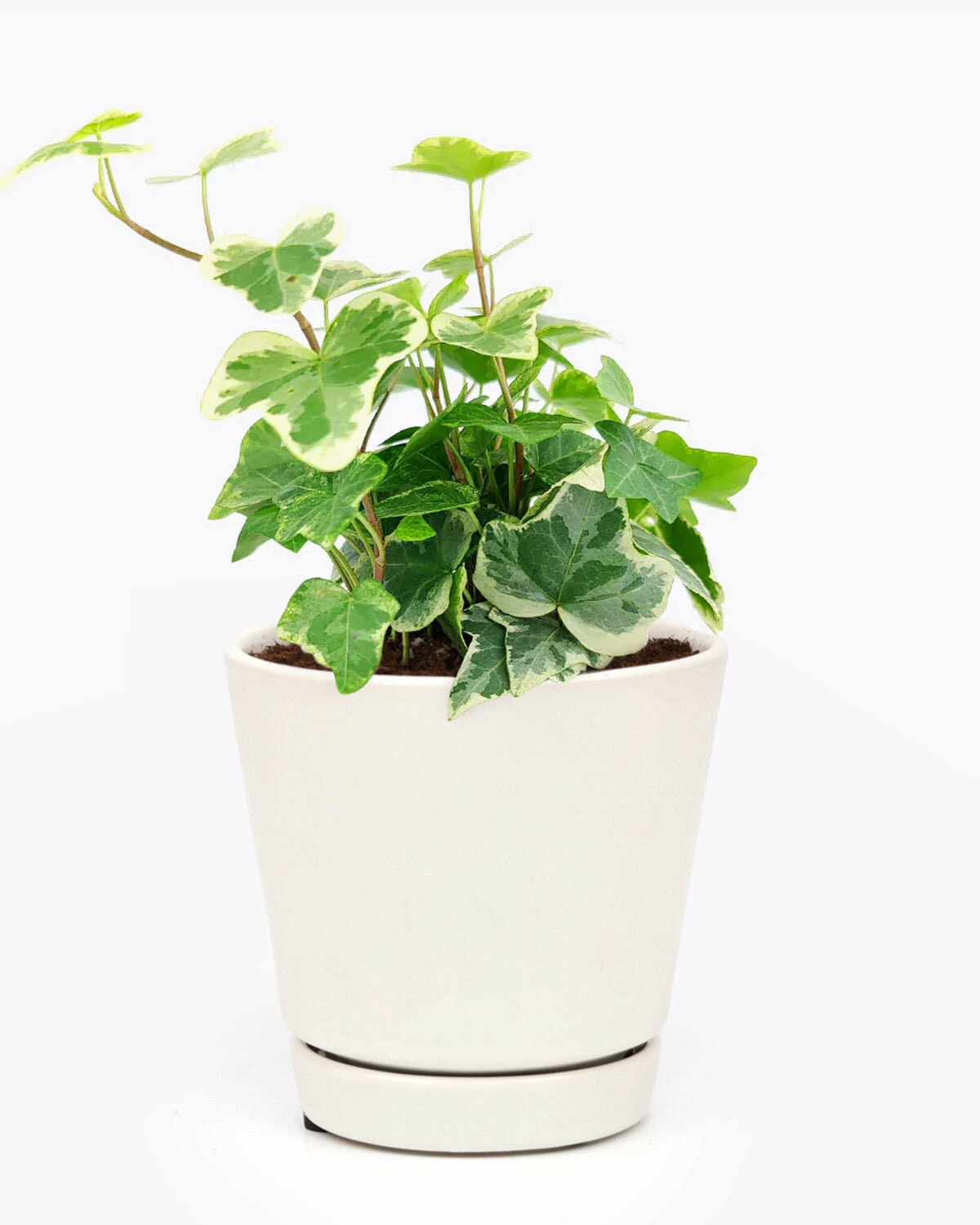 Kolibri English Ivy houseplant, easy to care houseplant for beginners, indoor plant for home and office decoration, ivy care guide, english ivy kolibri houseplant