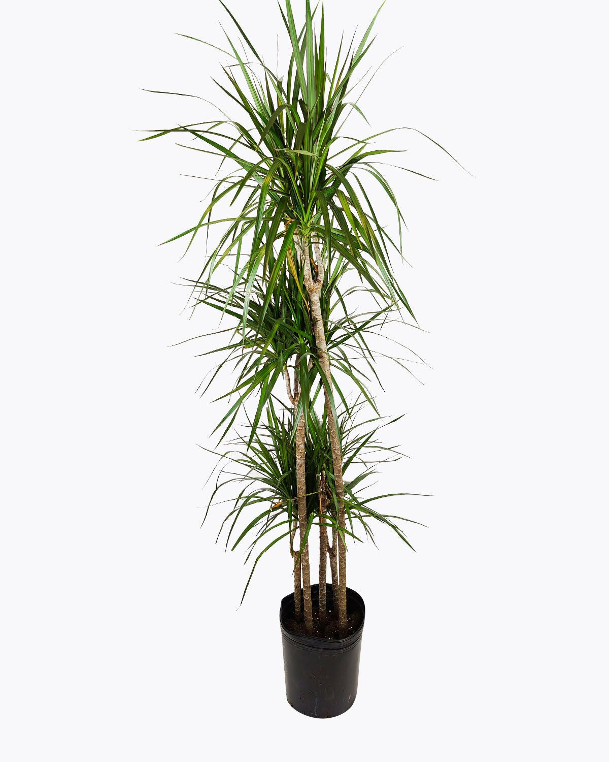 houseplant for office, air-purifying houseplant, easy to care for houseplant. how to care for Dracaena Marginata, Dragon Tree, Green Dracaena Marginata