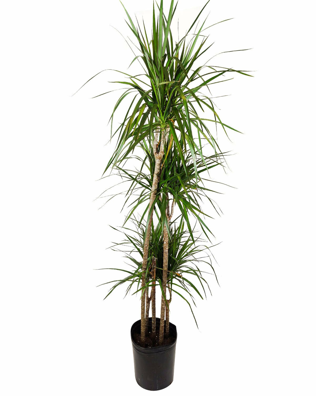 houseplant for office, air-purifying houseplant, easy to care for houseplant. how to care for Dracaena Marginata, Dragon Tree, Green Dracaena Marginata