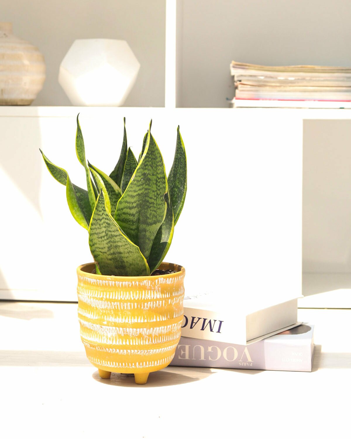 snake plant for sale, Sansevieria Laurentii, houseplant for home office decoration, easy to care houseplant, air-purifying houseplant