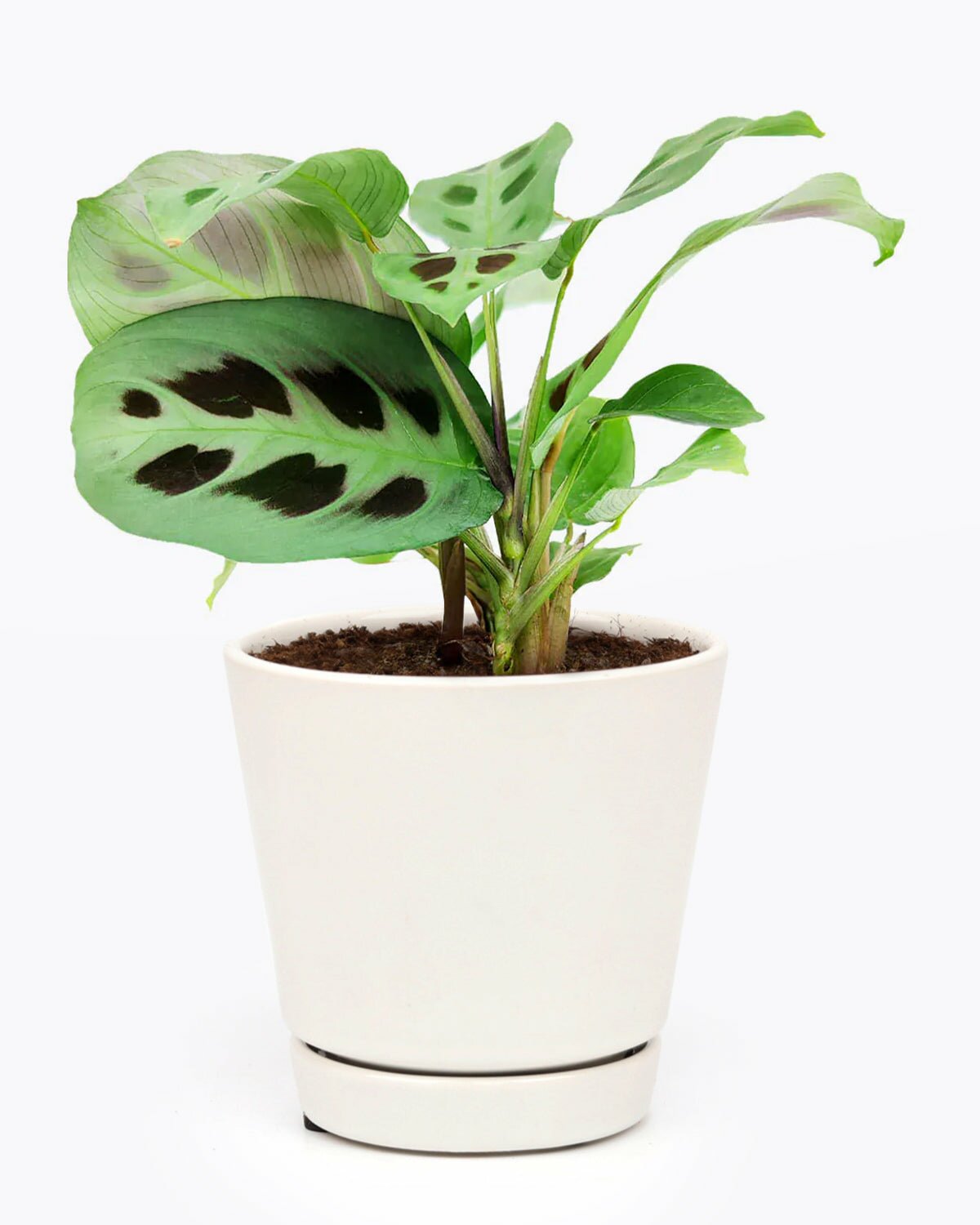 prayer plant for sale Maranta Green Prayer Plant