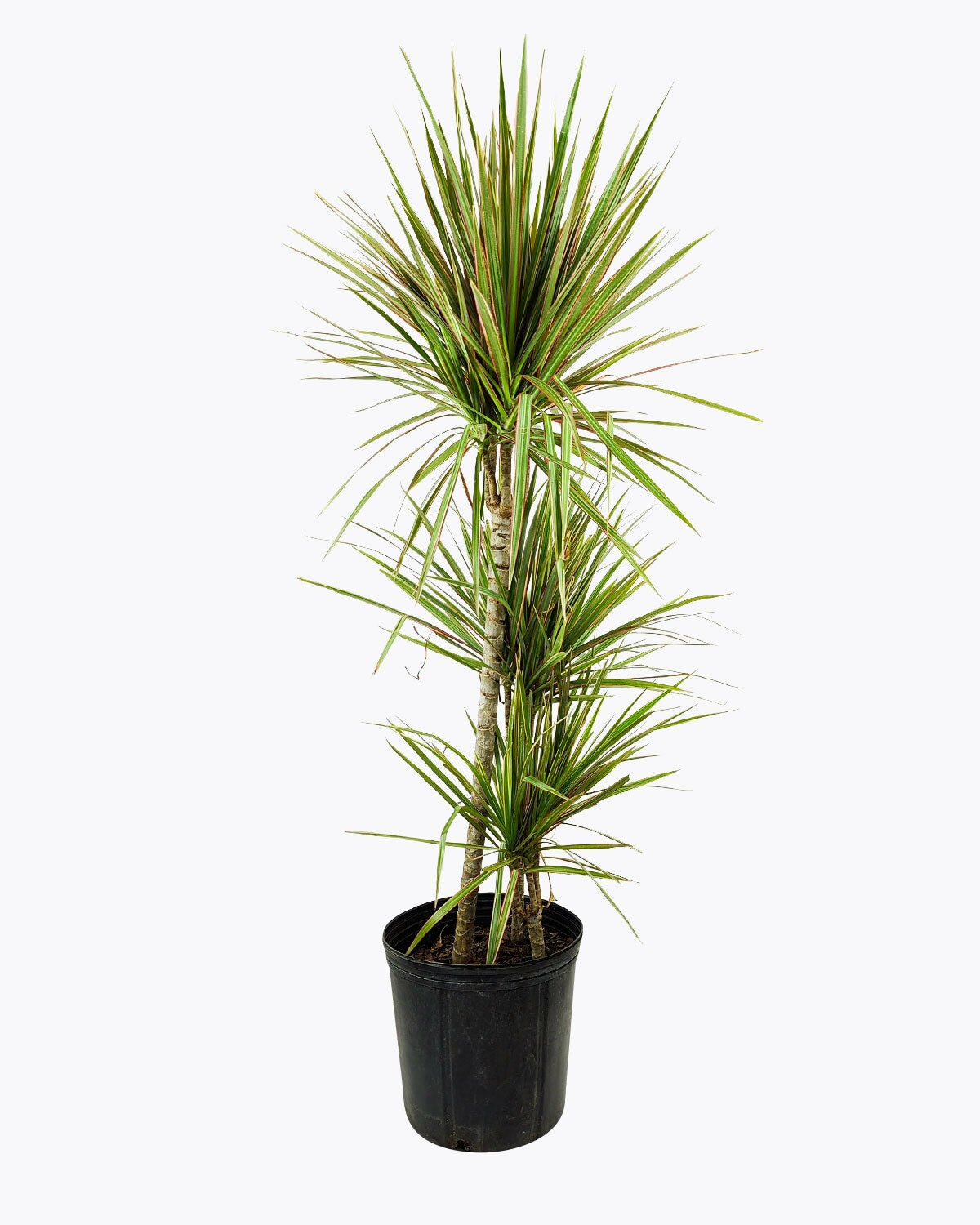 Green Dracaena Marginata, Dragon Tree, how to care for Dracaena Marginata, easy to care for houseplant, air-purifying houseplant, houseplant for office