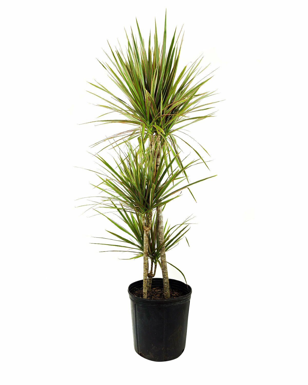 Green Dracaena Marginata, Dragon Tree, how to care for Dracaena Marginata, easy to care for houseplant, air-purifying houseplant, houseplant for office