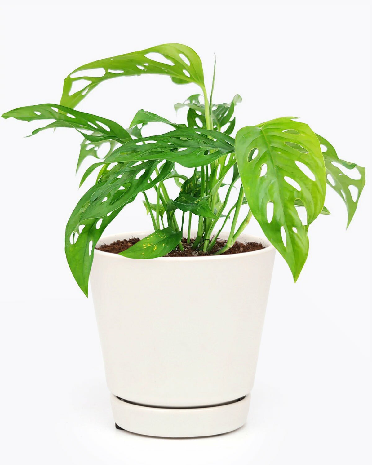 Monstera Adansonii Swiss Cheese houseplant, buy monstera adansonii swiss cheese online, easy to care houseplant for beginner, 4 inch swiss cheese houseplant, houseplant with modern planter