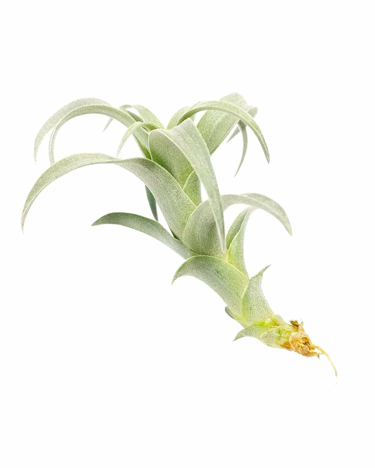 air plant monthly subscription Tillandsia Nana - Easy Care Air Plant for Home Decoration