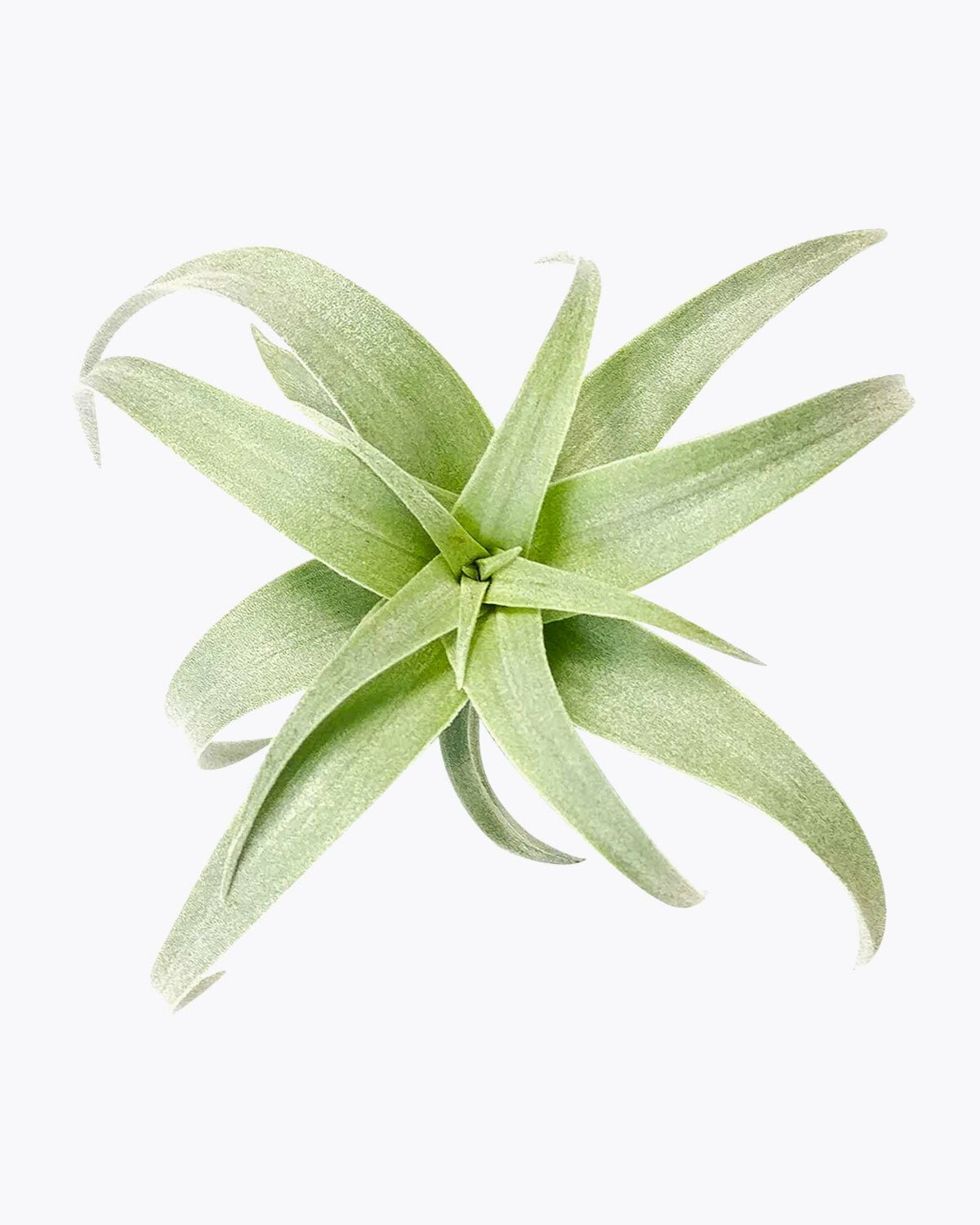air plant subscription box Tillandsia Nana - Easy Care Air Plant for Home Decoration