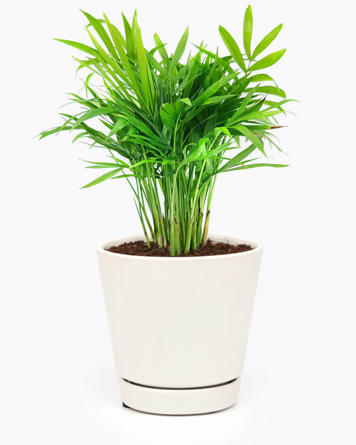 4 inch Neanthe Bella Palm, low light houseplant, indoor plant for home and office, easy to care houseplant, buy neanthe bella palm online