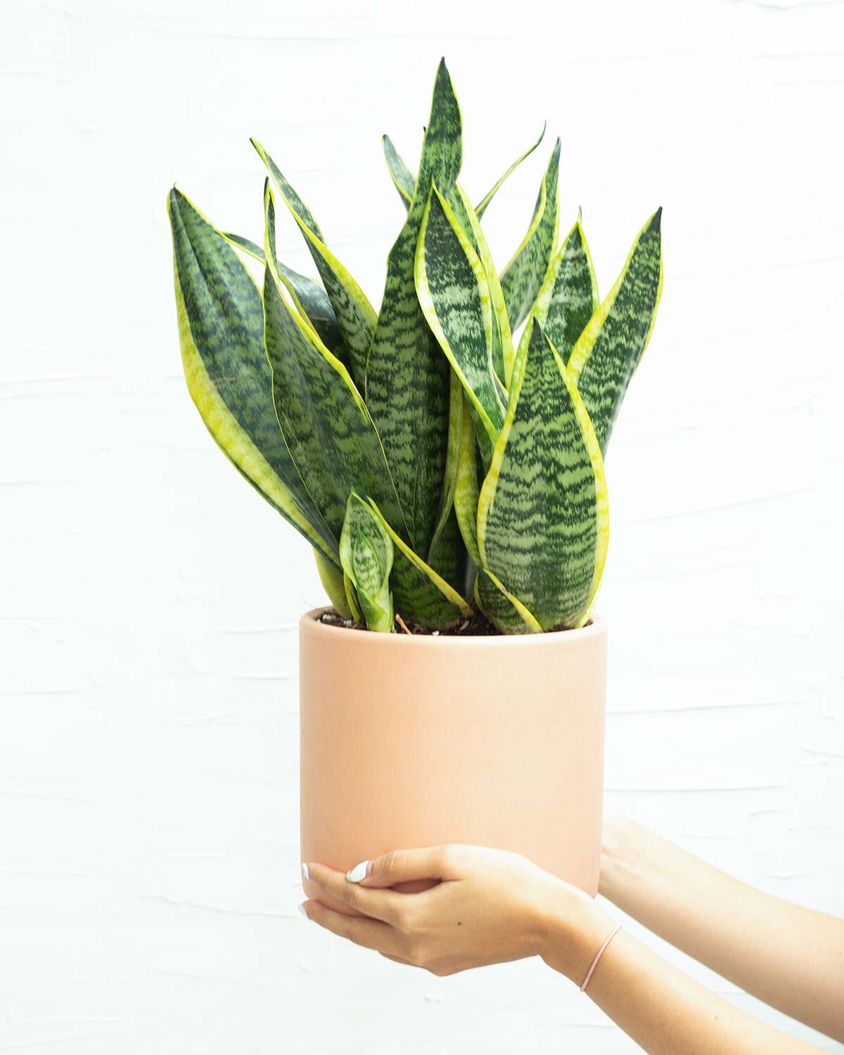 houseplant with big tips, Ocean Star Sansevieria hahnii, snake plant, best indoor plant, easy to care houseplant for beginners, houseplant for home decoration