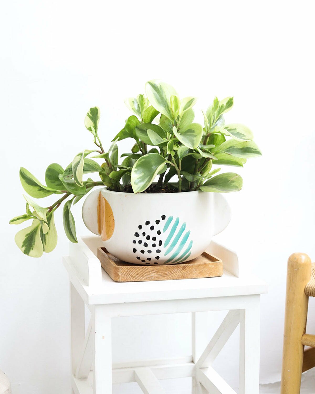 Peperomia Obtusifolia Variegata plant in 4 inch pot, Peperomia Obtusifolia Variegata plant in pot with drainage holes and saucer, Peperomia Obtusifolia Variegata in medium white ceramic pot