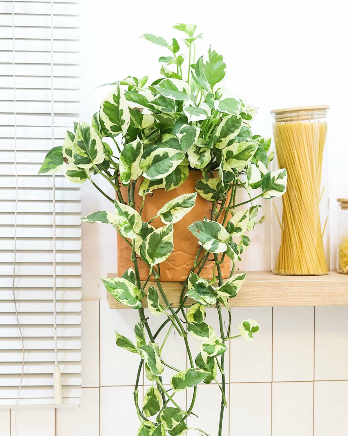 Pothos N'joy in 4 inch ceramic pot, Pothos N'joy in white plant pot, Pothos N'joy in medium pot with saucer