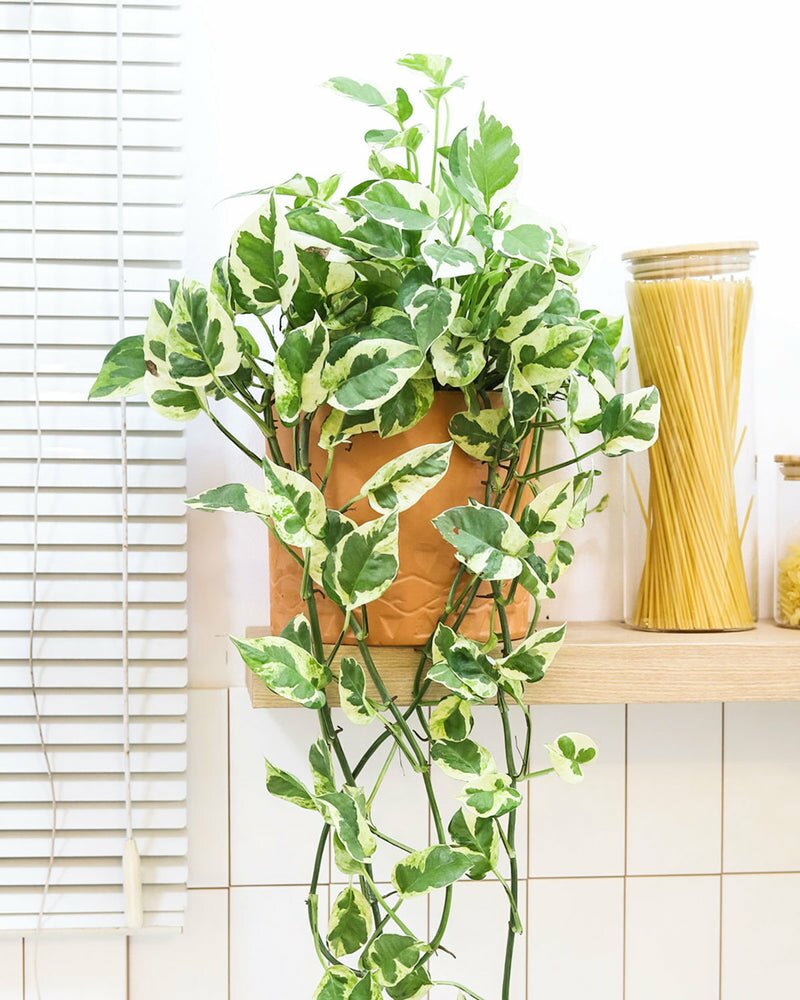 Pothos N'joy 6 inch - Live Air Purifying & Easy Care Houseplant - Best ...