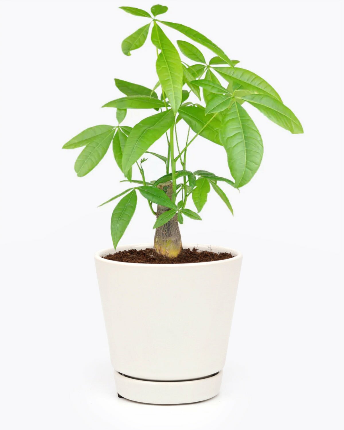 Feng Shui Lucky Money Tree, Pachira Stump houseplant, air purifying houseplant to grow at home, Feng Shui plant for your home