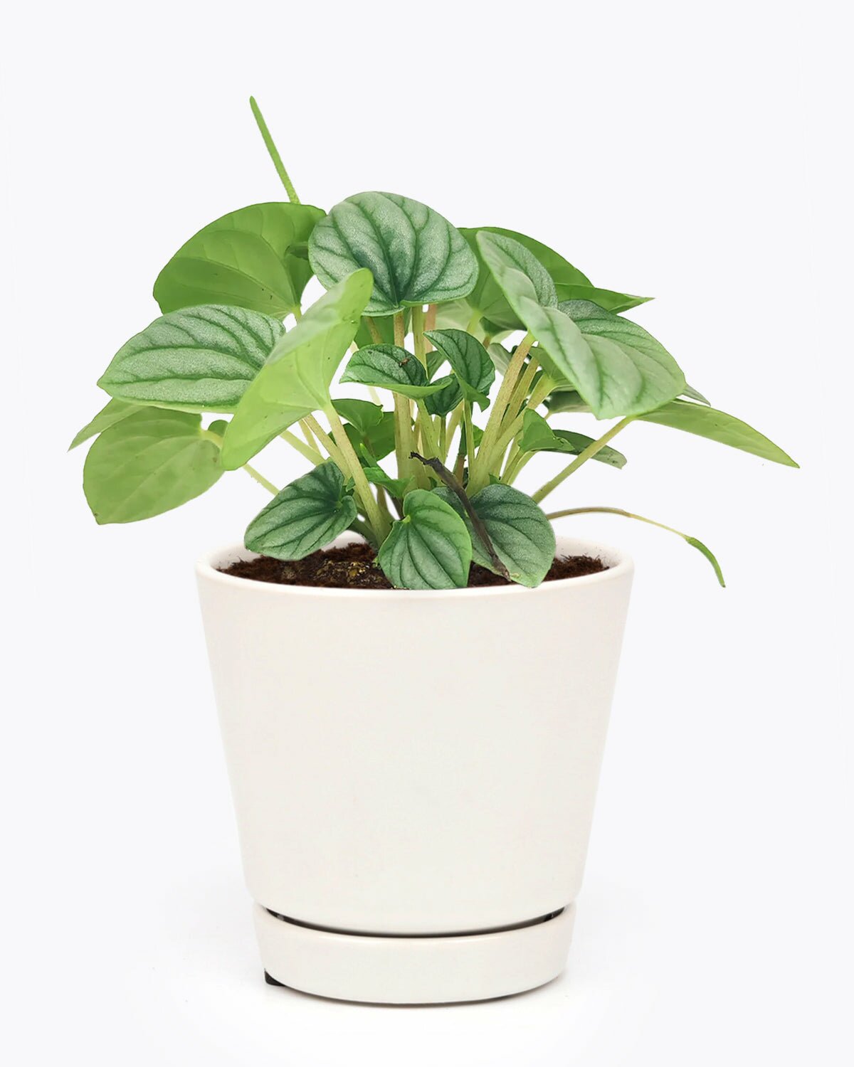 medium to bright light houseplant, easy to care houseplant, Peperomia Frost, peperomia plant for sale, unique foliage houseplant, best plant for home office decoration