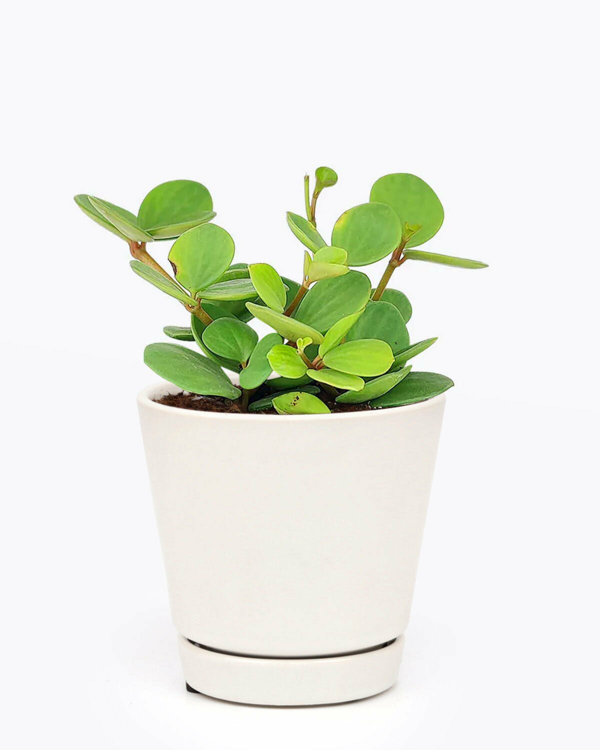 4 inch Peperomia Hope, peperomia hope for sale, how to care for peperomia hope, easy to care houseplant for beginners, low light houseplant