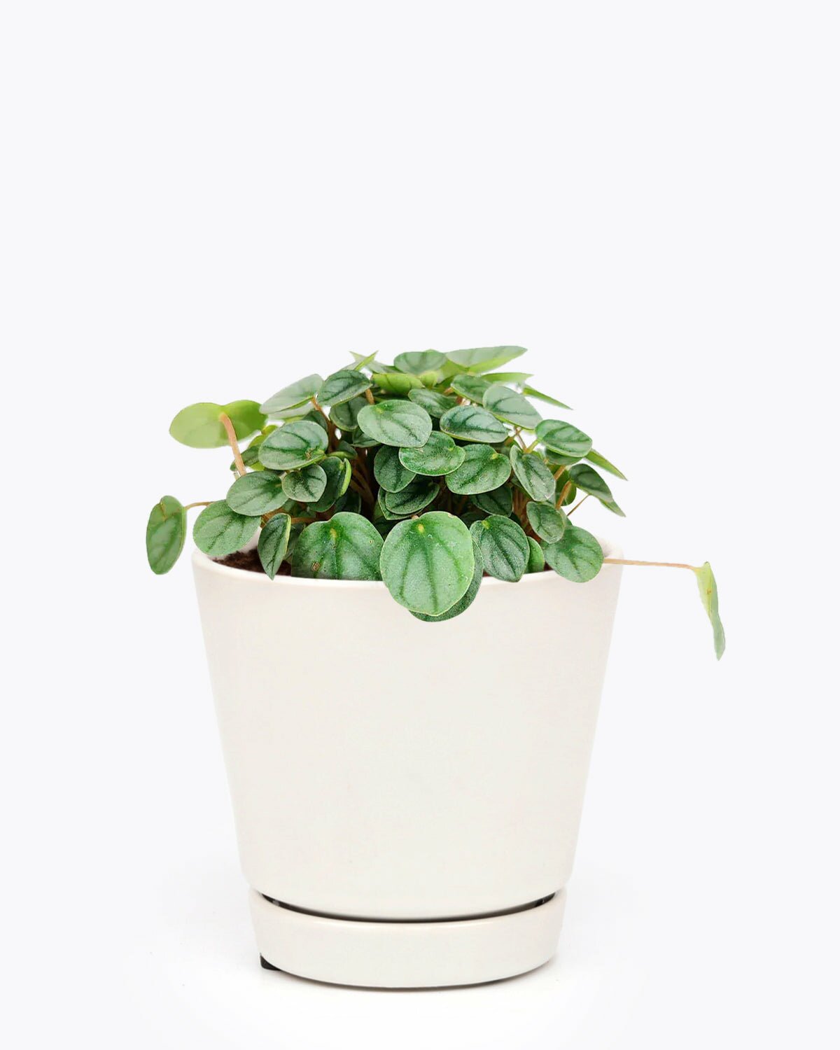 Peperomia Little Toscani in modern plant pot, Peperomia Little Toscani in medium pot with drainage holes, Peperomia Little Toscani in 4 inch white plant pot
