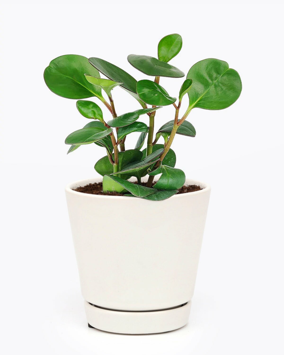 low light houseplant, best indoor plant for decoration, peperomia obtusifolia green, easy to care houseplant, houseplant for home and office decoration