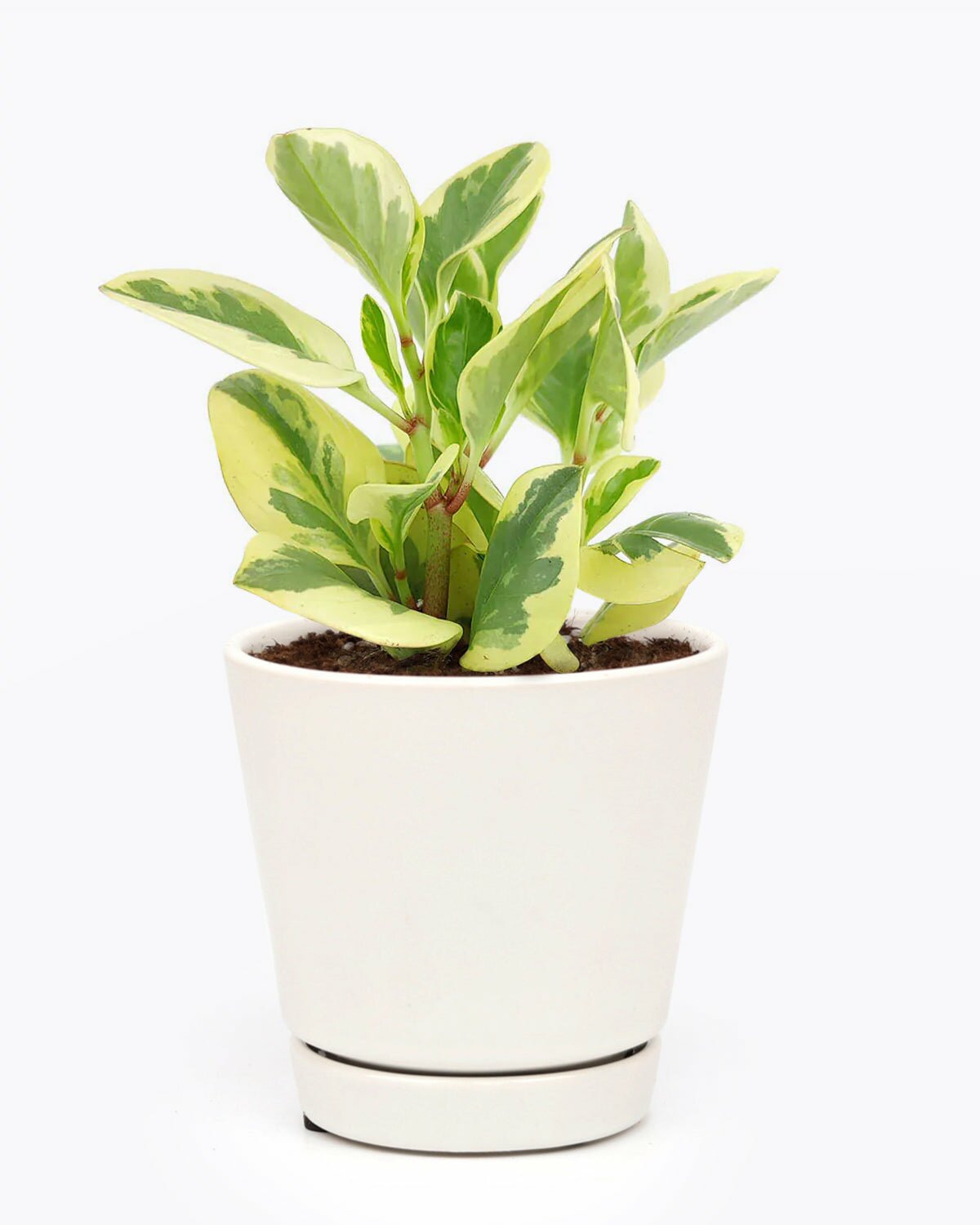 Peperomia Obtusifolia Variegata plant in 4 inch pot, Peperomia Obtusifolia Variegata plant in pot with drainage holes and saucer, Peperomia Obtusifolia Variegata in medium white ceramic pot