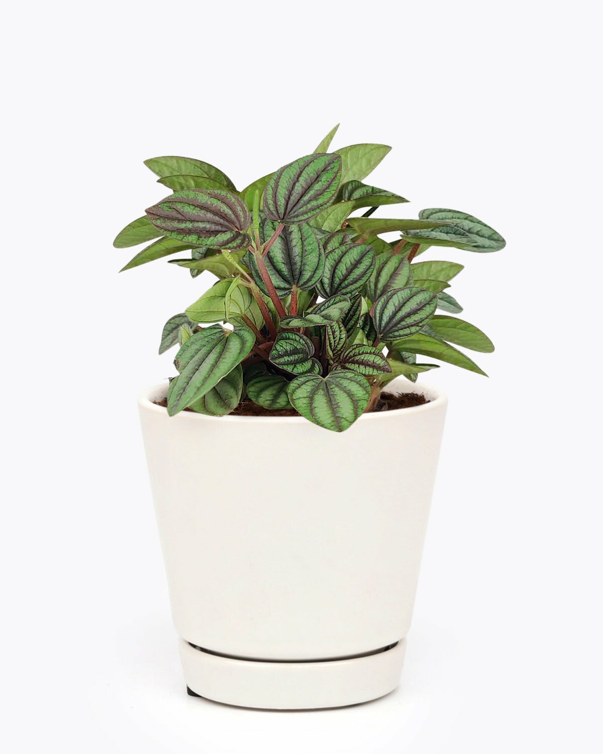 Peperomia Piccolo Banda in indoor plant pot, Peperomia Piccolo Banda in small pot, Peperomia Piccolo Banda in 4 inch ceramic pot for sale