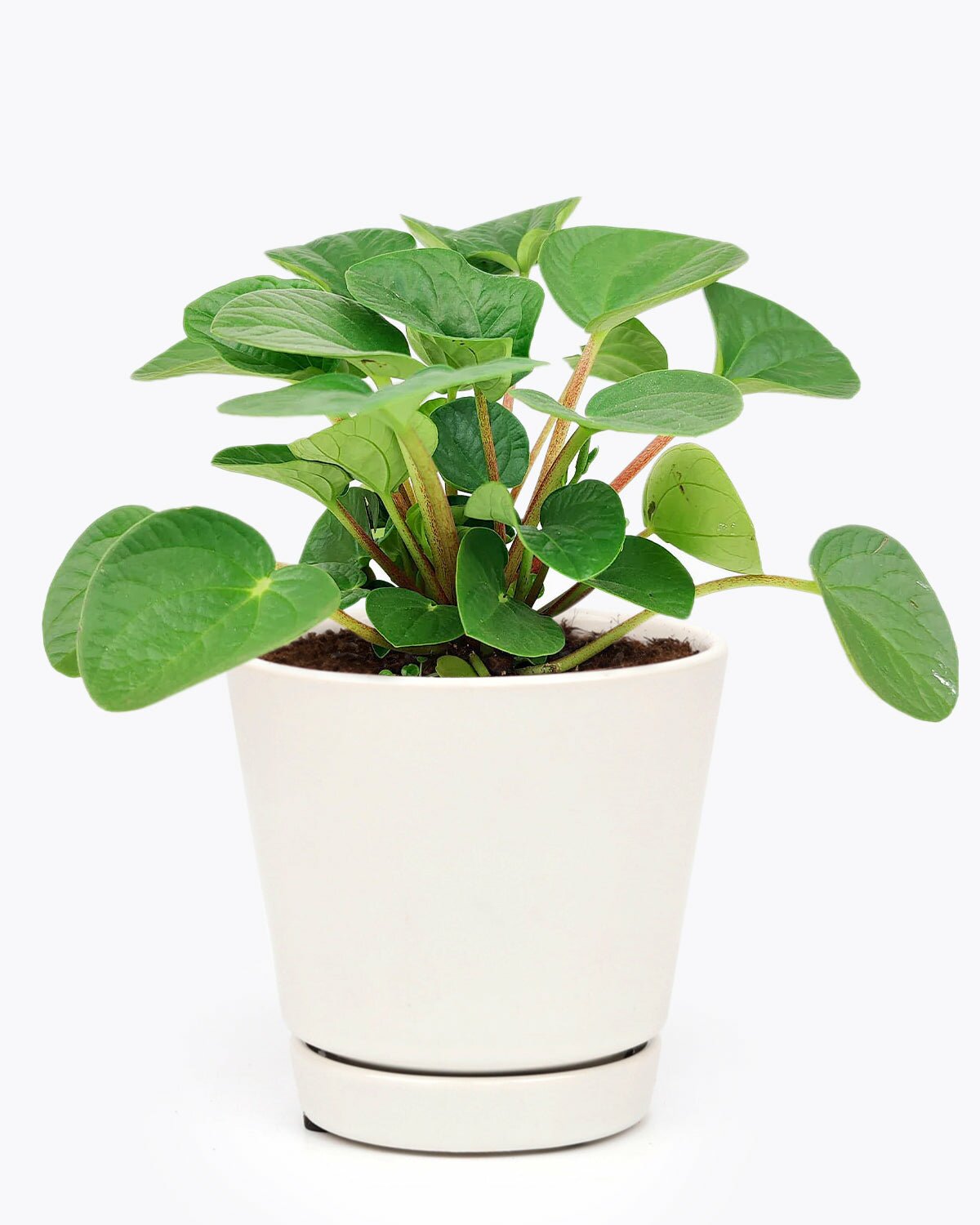 Peperomia Rana Verde plant in 4 inch pot, Peperomia Rana Verde in ceramic plant pot, Peperomia Rana Verde in white ceramic with saucer pot