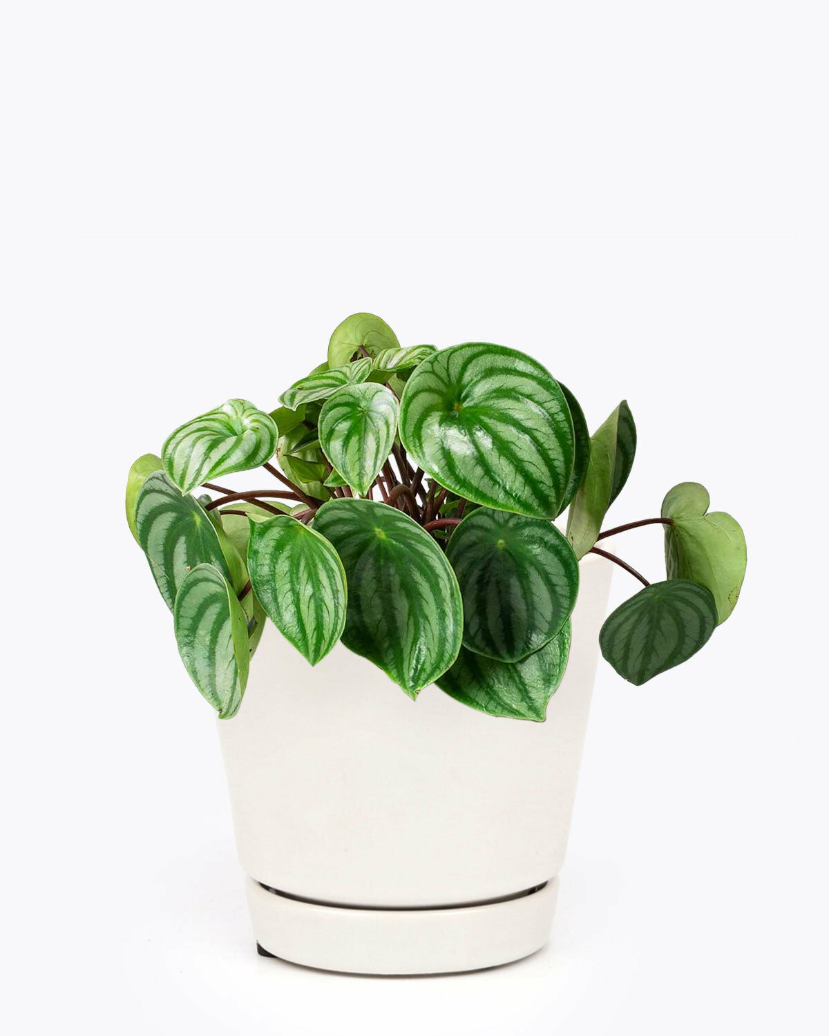 medium to bright light houseplant, easy to care houseplant for beginners, Peperomia Watermelon for sale, how to care for peperomia watermelon, unique foliage houseplant