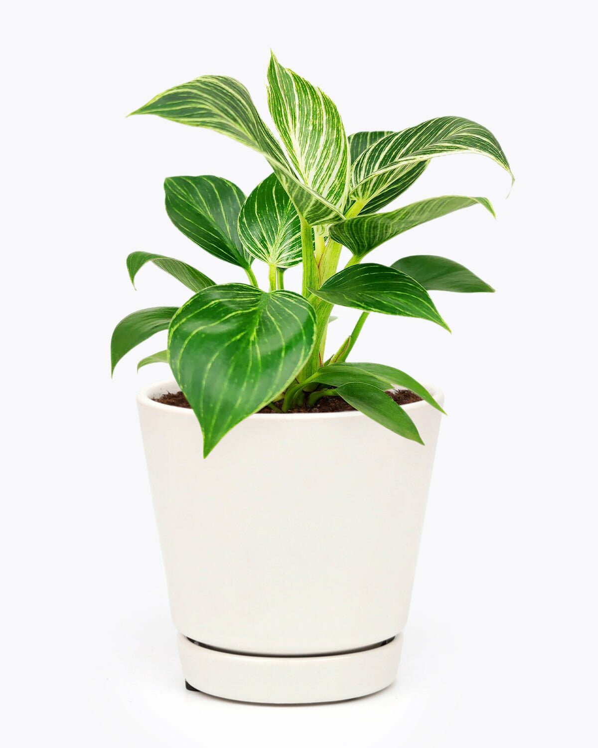 bright and medium light houseplant, Philodendron Birkin, 4 inch philodendron birkin for sale, indoor plant gift ideas, easy to care houseplant for beginners, indoor plant for home decoration