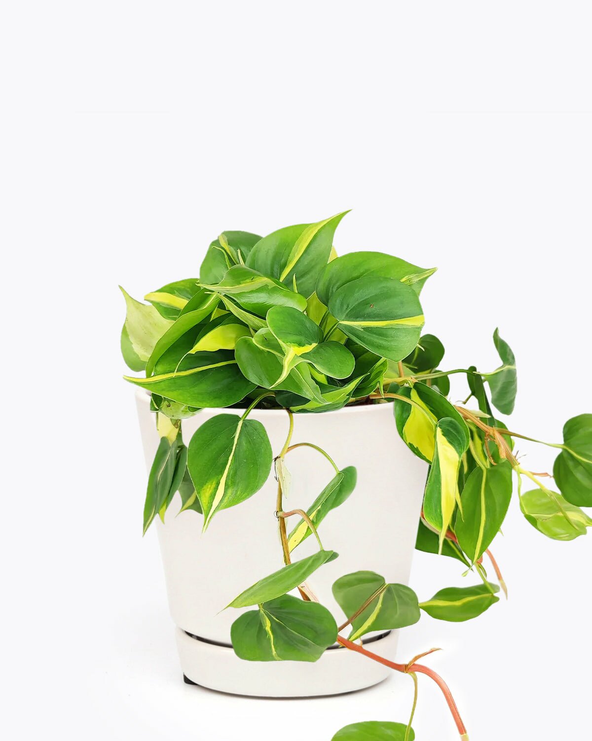philodendron cordatum vs brasil Philodendron Cordatum Brasil