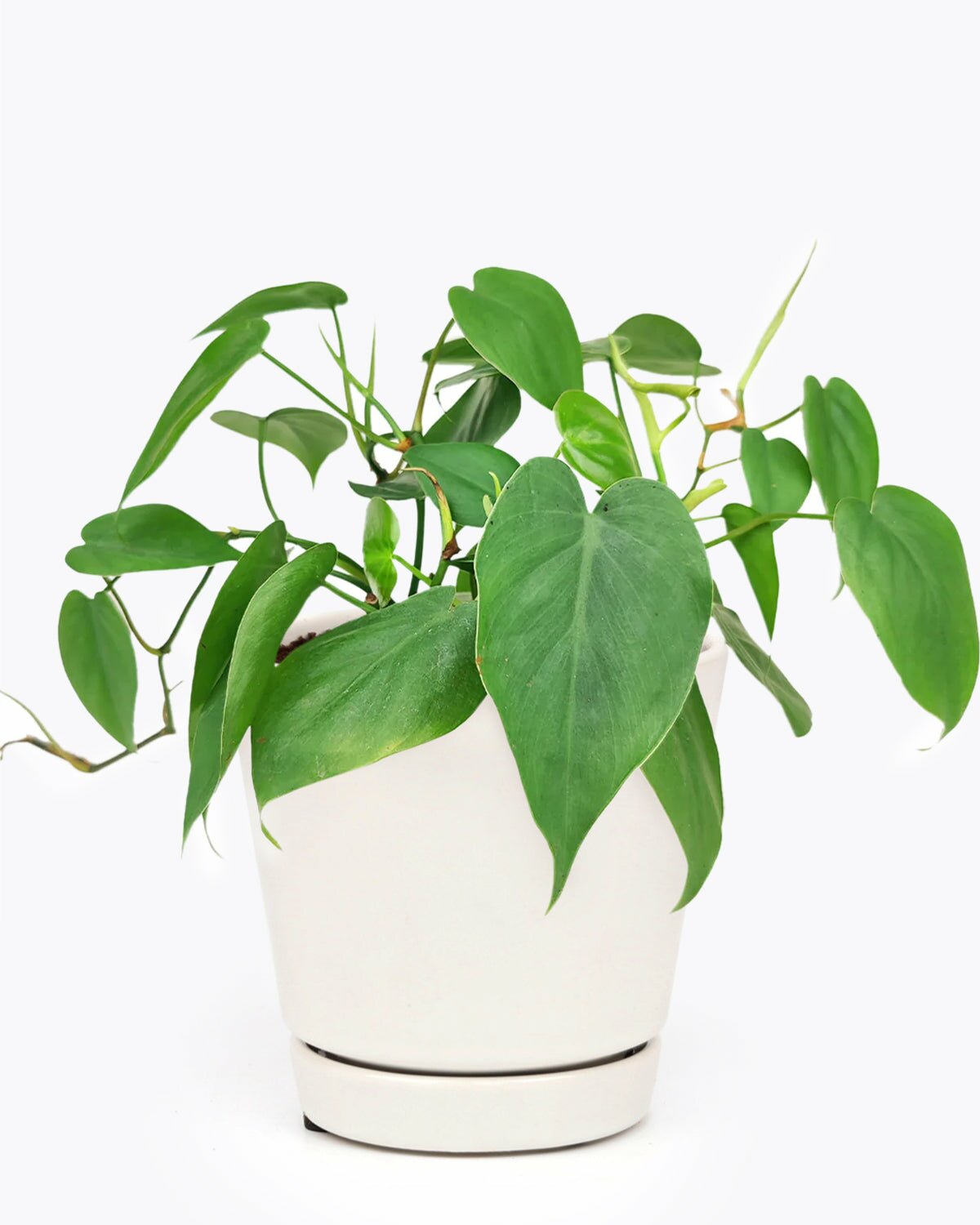 Sweetheart Vine, Philodendron Cordatum, trailing houseplant for home and office, Hart Leaf Philodendron, green foliage plants, low light and easy-care plant