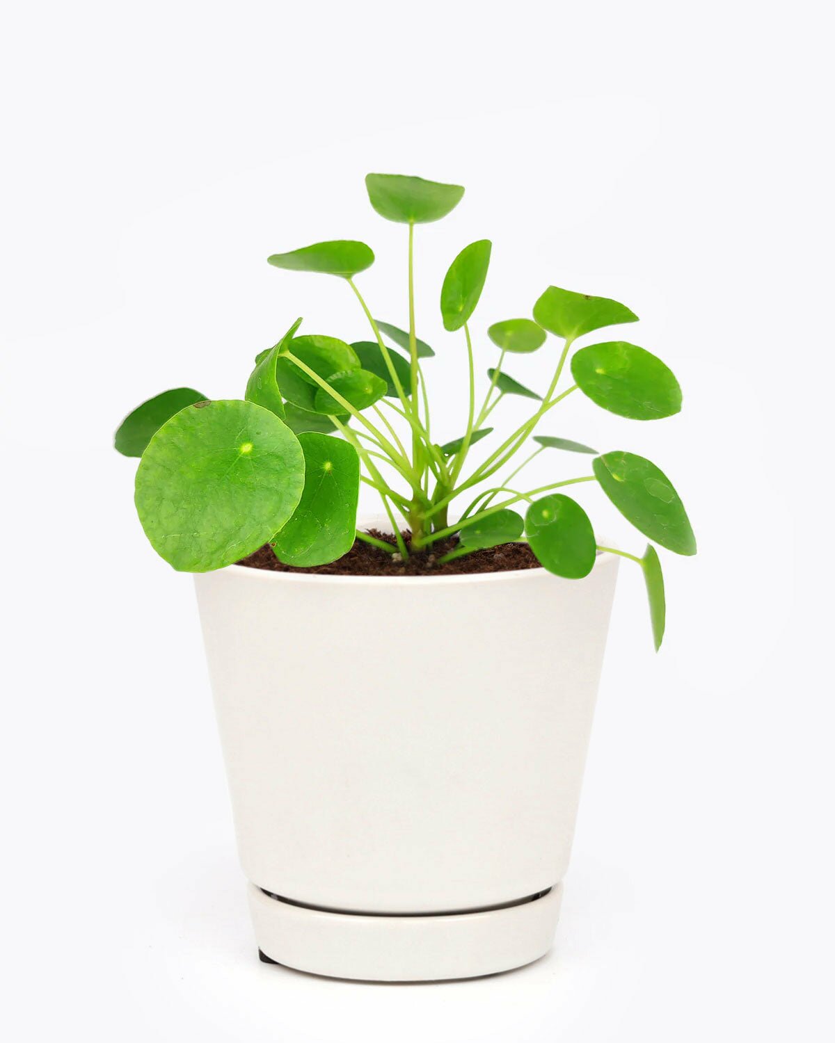 Chinese Money Plant, Pilea Peperomioides for sale, houseplant for home and office decoraton, easy to care houseplant for beginners, low light houseplant, unique foliage houseplant