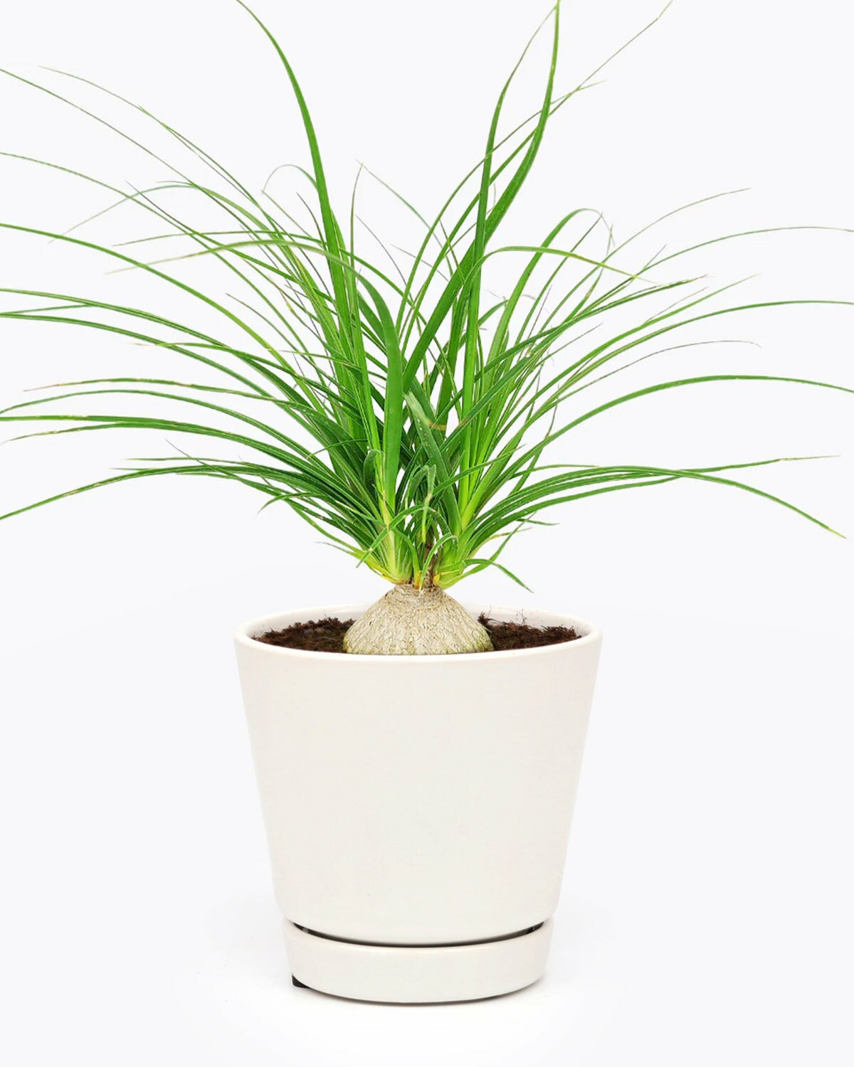 Beaucarnea recurvata, Ponytail Stump palm, easiest to care houseplant, succulent with palm-like foliage, compact desktop plant, easy plant for beginners and busy people, best houseplant gift ideas