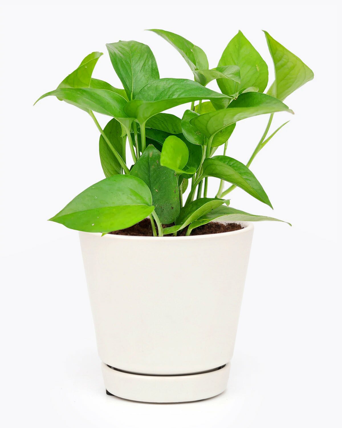 house plant for beginners and busy people, Pothos care guide, how to grow pothos jade, Pothos Jade for sale, medium and low light houseplant