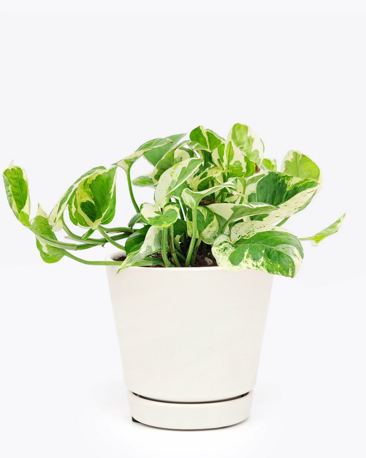 Pothos N'joy in 4 inch ceramic pot, Pothos N'joy in white plant pot, Pothos N'joy in medium pot with saucer
