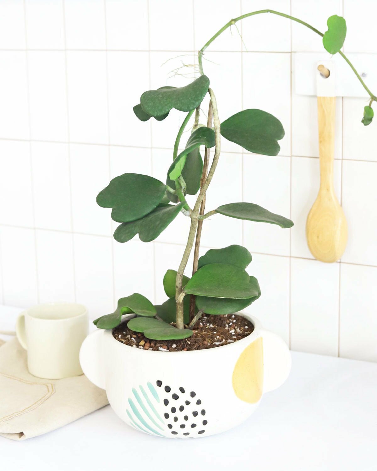 Trailing Hoya Kerrii Heart for sale, best trailing indoor plant, Trailing Hoya Kerrii Heart, easy to care houseplant, best indoor plant for decoration