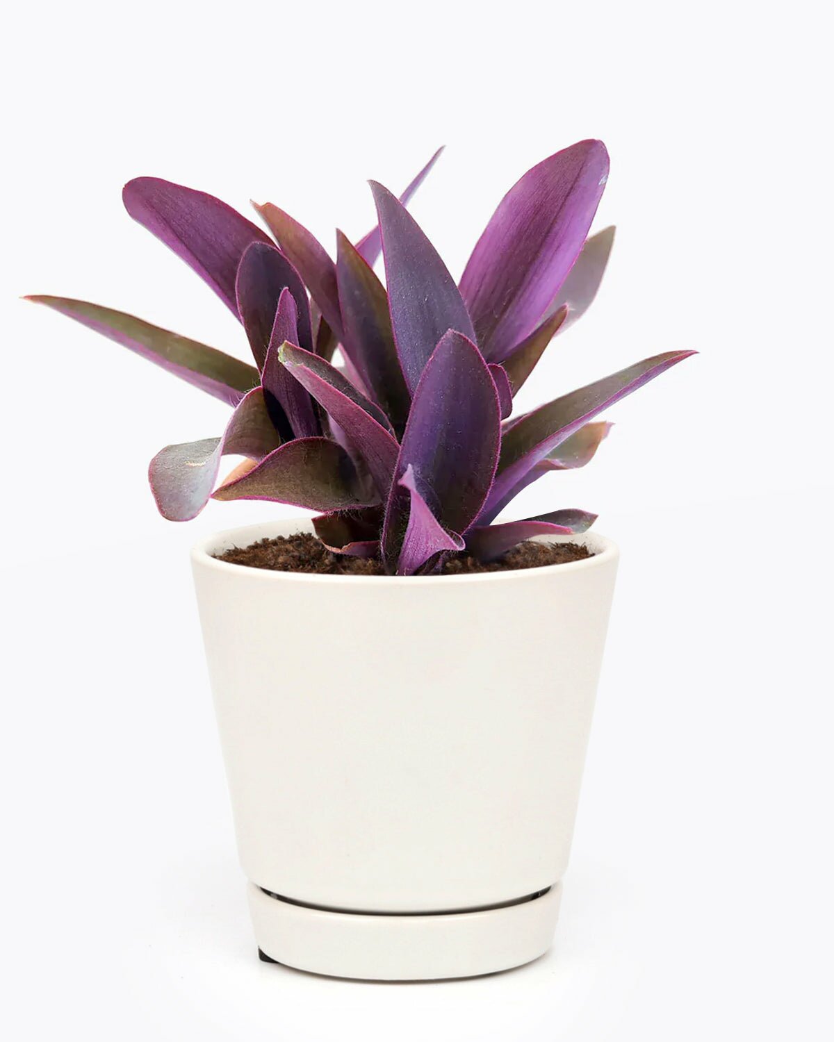 wandering succulent Purple Heart Tradescantia Pallida