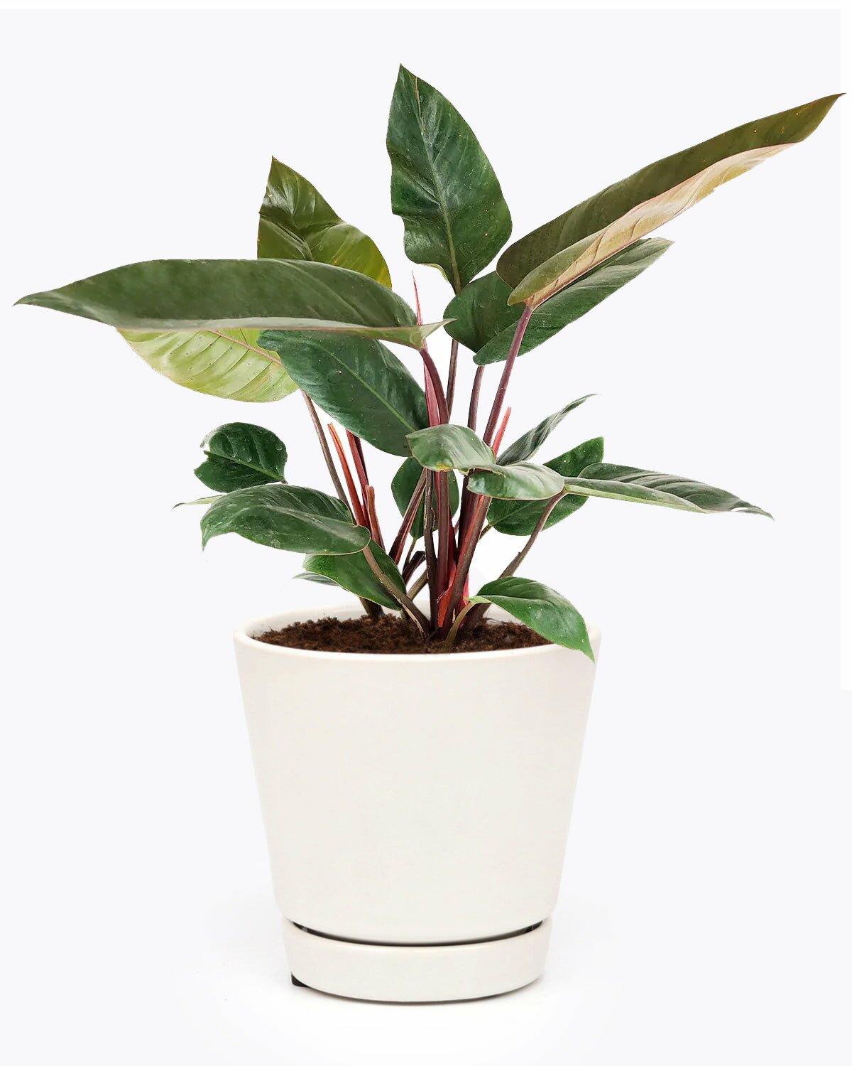 Philodendron Red Congo, houseplant gift ideas, Red Congo houseplant care guide, live houseplant for sale, how houseplant air-purifying your house, how to grow Philodendron Red Congo