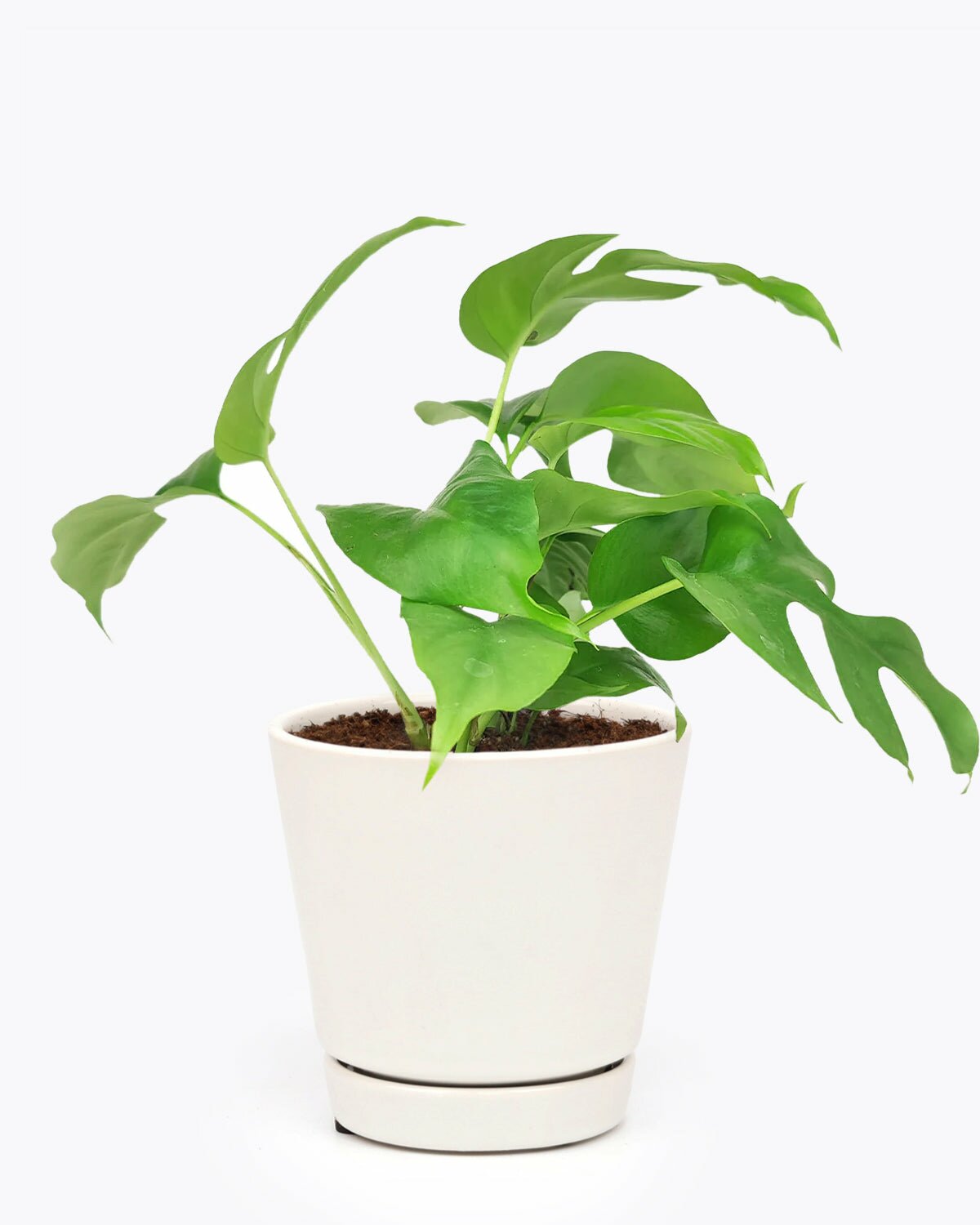easy to care houseplant, air-purifying houseplant, best indoor plant, Monstera Minima, Rhaphidophora Tetrasperma, best indoor plant, houseplant for decoration, houseplant as gift idea