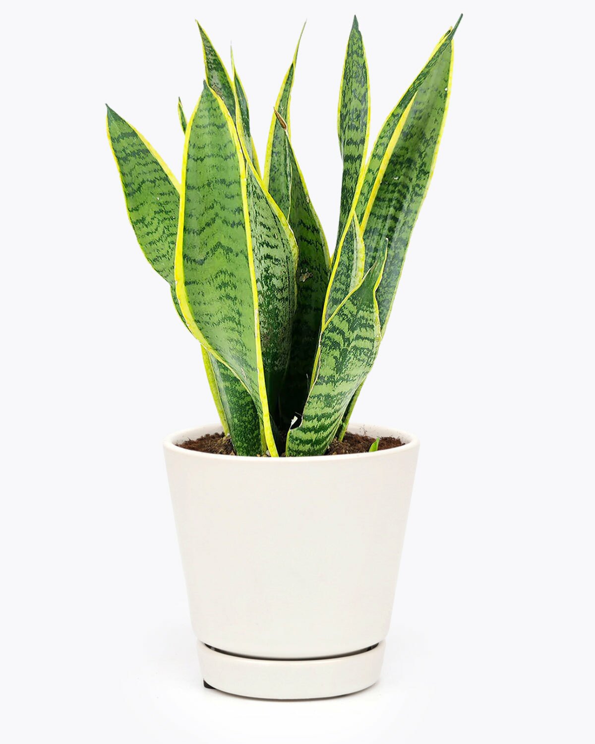 snake plant for sale, Sansevieria Laurentii, houseplant for home office decoration, easy to care houseplant, air-purifying houseplant