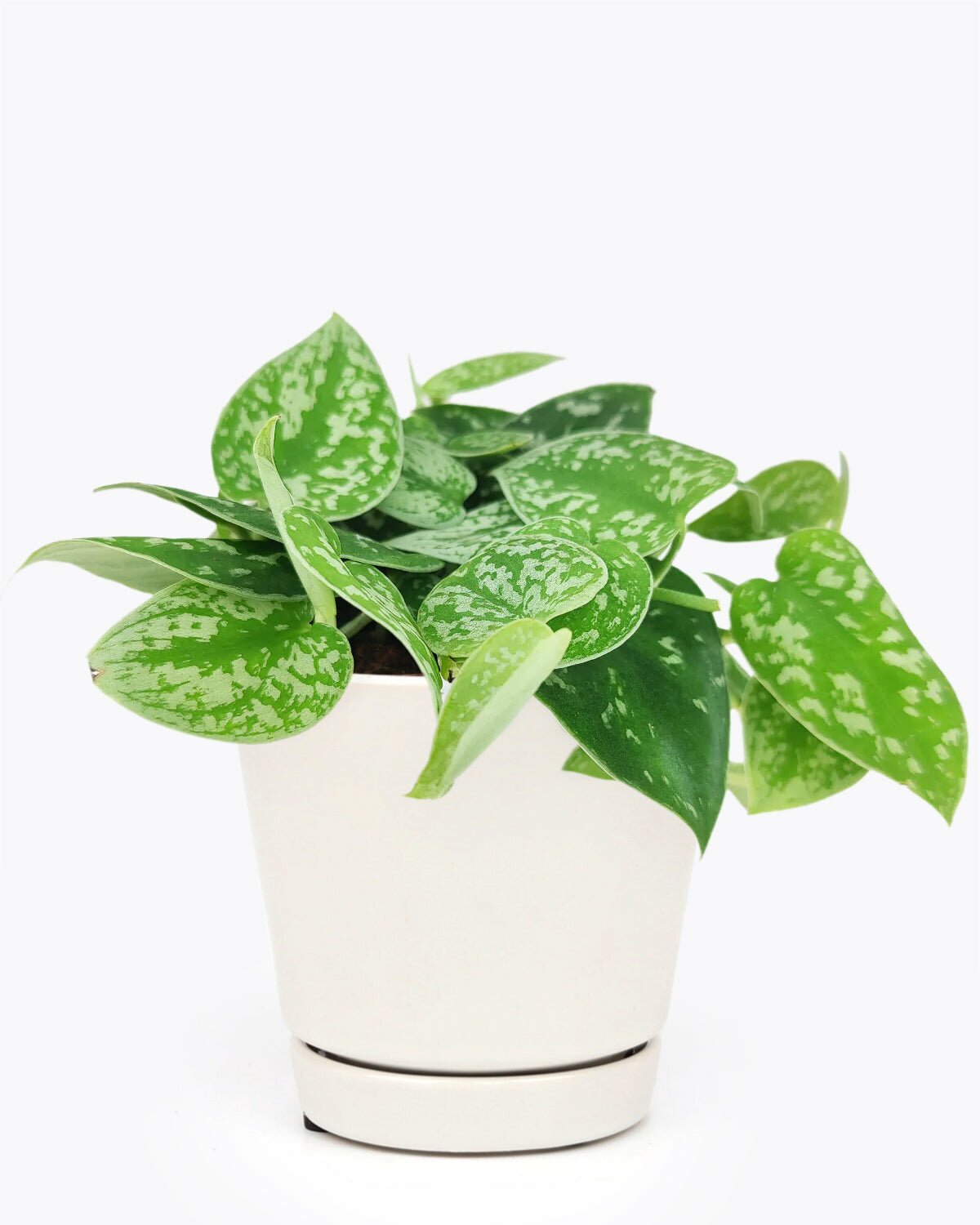 heart shaped pothos houseplant, satin pothos scindapsus pictus, pothos houseplant, best indoor plant for decoration, vining evergreen plant with variegated foliage