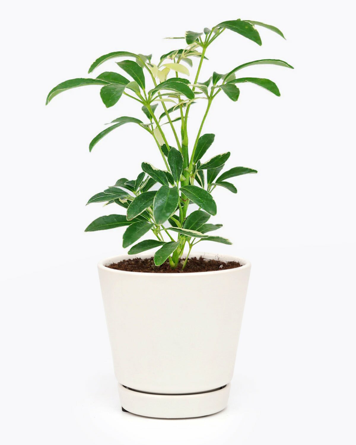 Schefflera Arboricola Variegated plant in white pot, Schefflera Arboricola Variegated in ceramic plant pot, Schefflera Arboricola Variegated in white plant pot, Schefflera Arboricola Variegated in 4 inch pot for sale